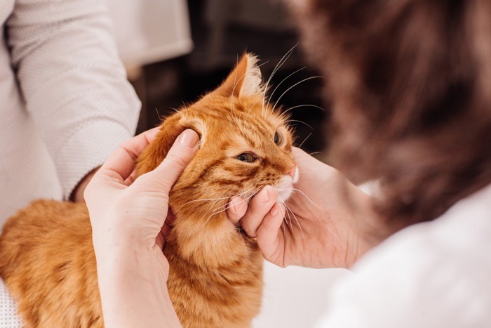 獣医に顔を見られている茶色の猫