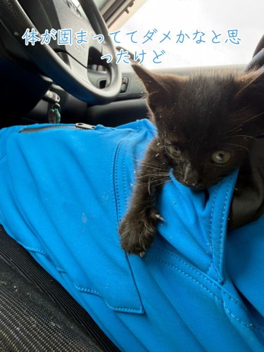 人のひざの上に乗る子猫