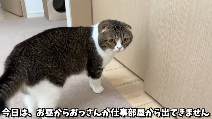 引き戸の前に立つ猫