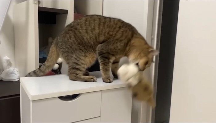 棚の上から