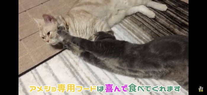 猫ニキビ治らずスズくんもロイカナに