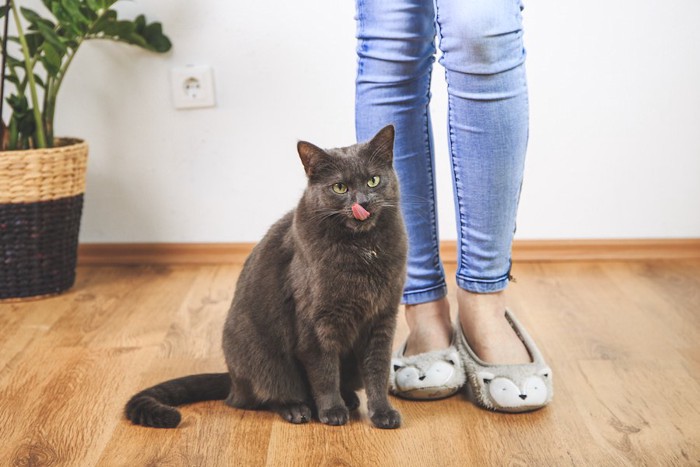 飼い主の足元に座って舌を出すロシアンブルー