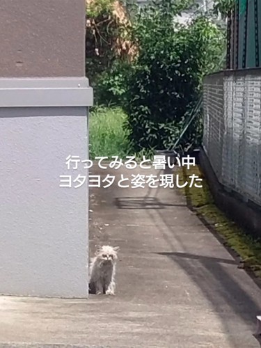 建物の横にいる猫