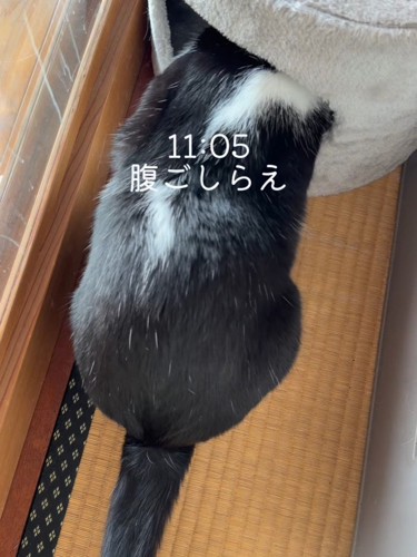 猫ハウスの中に顔を入れている猫