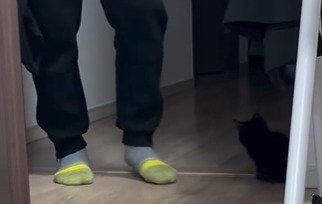 家族の前に座る子猫