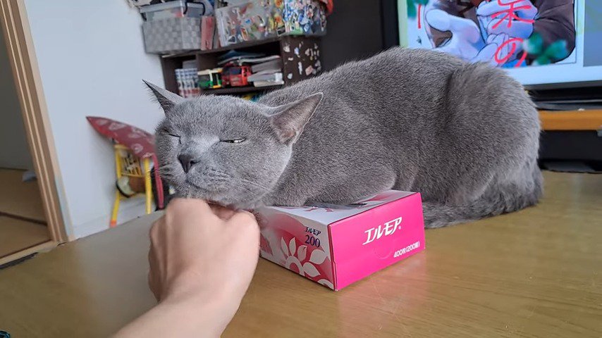 ティッシュの上顎を撫でられる猫