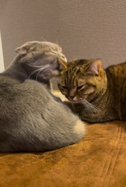 寄り添って眠る二匹の猫