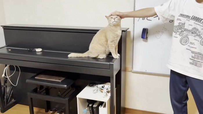 ピアノにお座りして頭を撫でてもらう猫ちゃん