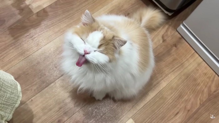 舌を出す猫