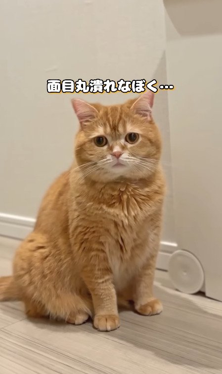 寂しそうに見つめる猫