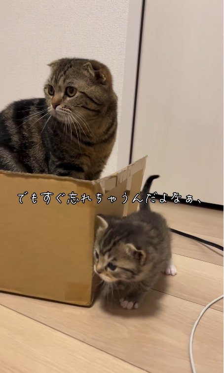 子猫とダンボールの後ろに座る猫