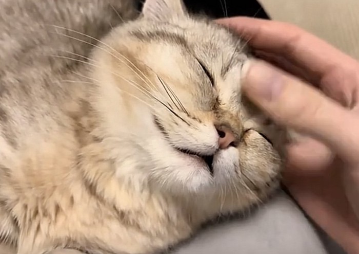 撫でられている猫の写真4