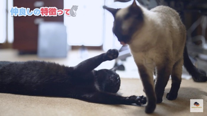 突然じゃれかかる黒猫