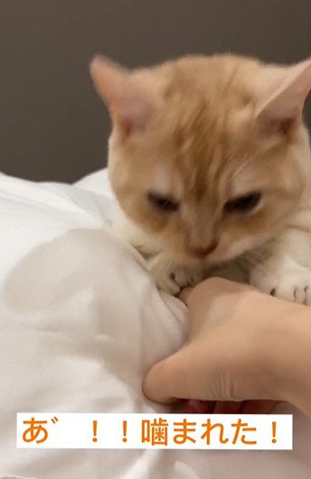 人の手を噛んでいる猫