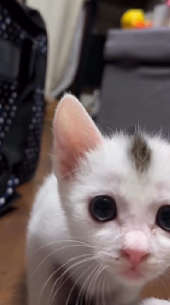 カメラの目の前まで歩いて来た子猫