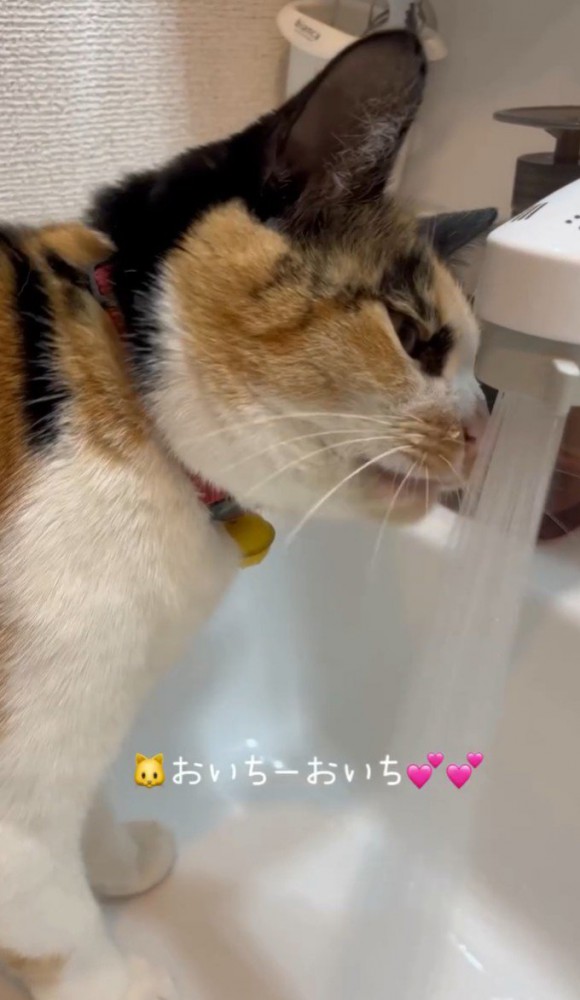 水道から飲む猫