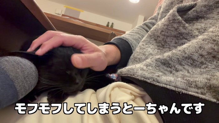 膝の上の貫太さんをモフモフするとーちゃん