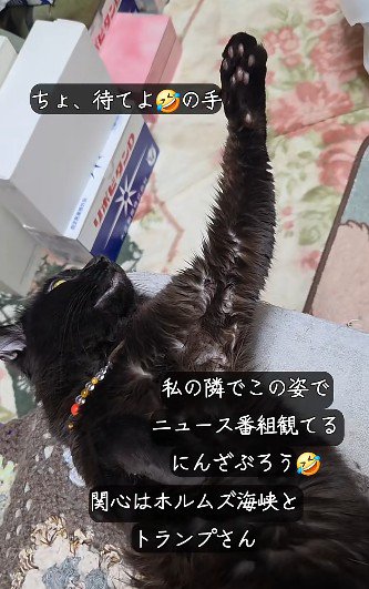 テレビに何か言いたげな猫