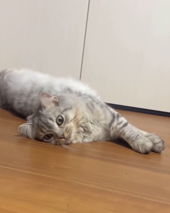 床に寝そべっておもちゃを見つめる猫