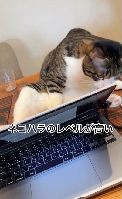 パソコンの横に座っている猫