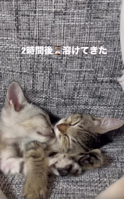 ソファで寝ている2匹の子猫