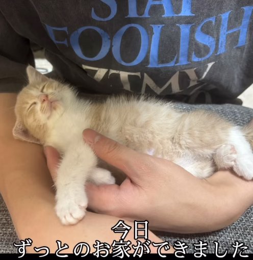 片手で抱っこされながら寝ている子猫