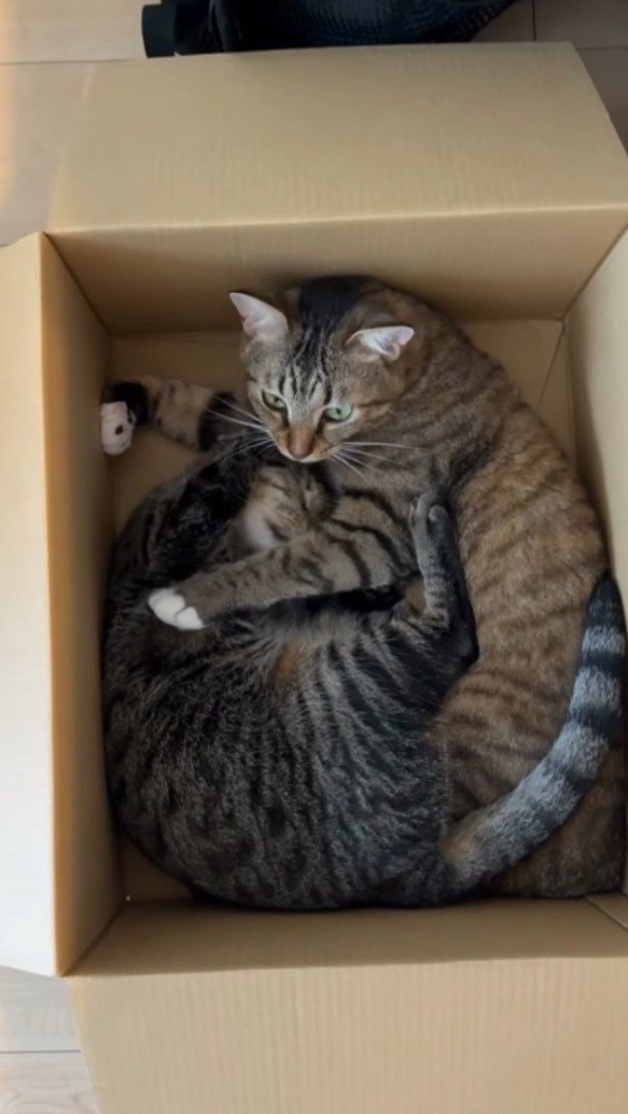 箱の中で重なり合う2匹の猫