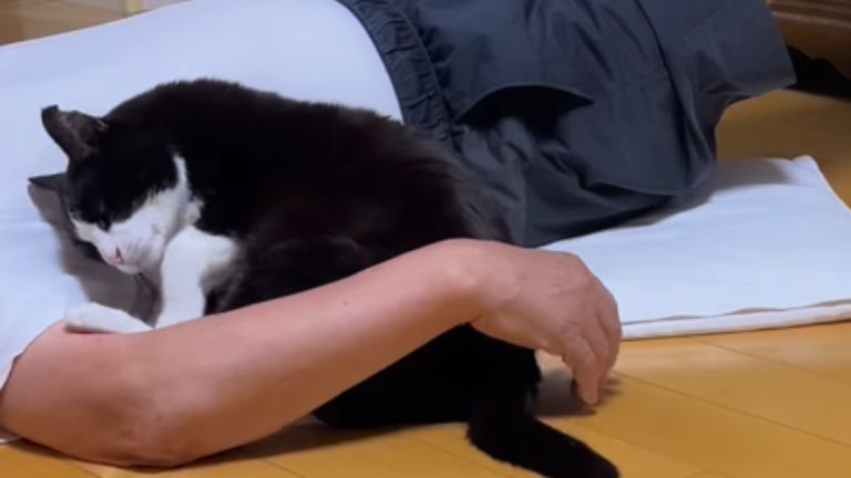 甘えている猫