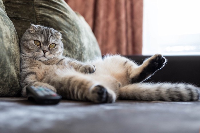 ソファーでくつろぐ猫