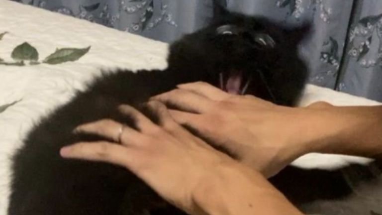 室内にいる猫