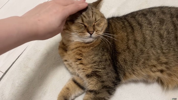 気持ちよさそうになでられているミヌエット