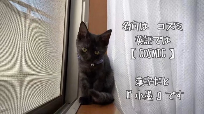 黒い子猫