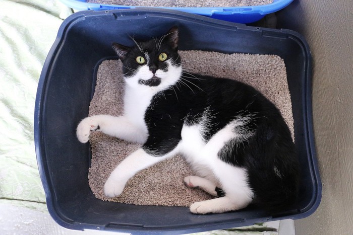 驚く猫