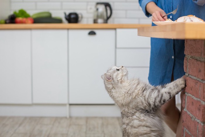 テーブルの上の食事を欲しがっている猫