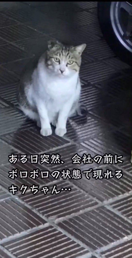 野良猫登場