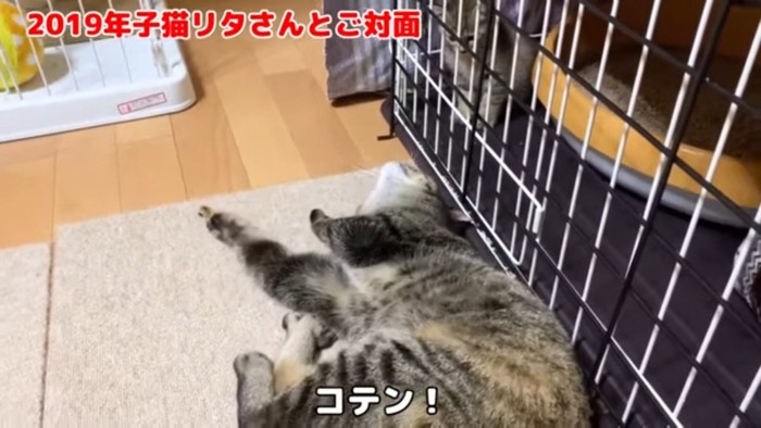コテン！
