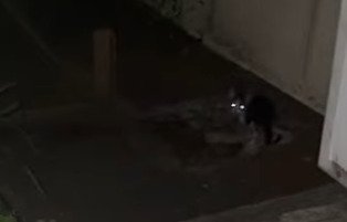目が光る子猫