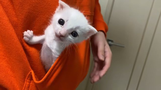 パーカーのポケットの中の子猫