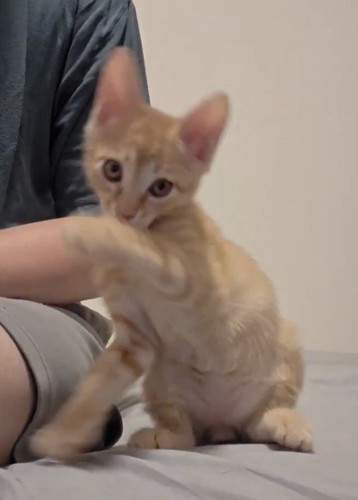 毛づくろいが雑になる茶トラの子猫