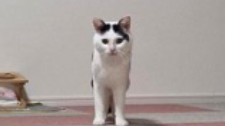 室内にいる猫