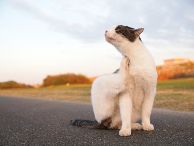 皮膚炎かも知れない猫