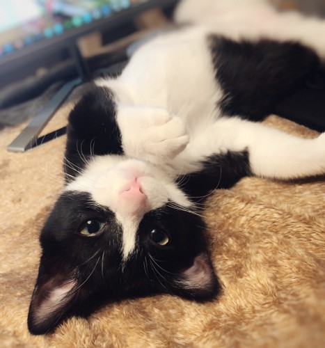 転がっているめいちゃん