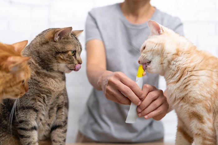 おやつをもらう猫たち