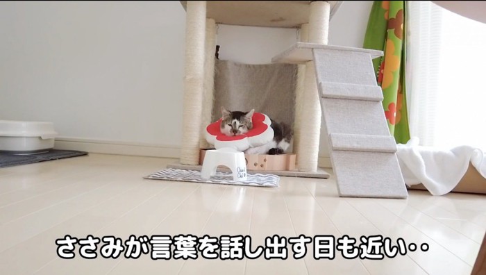 爪とぎの上に座る猫