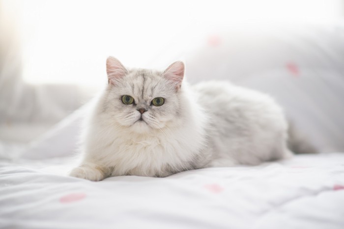ベッドの上で伏せてくつろぐペルシャ猫