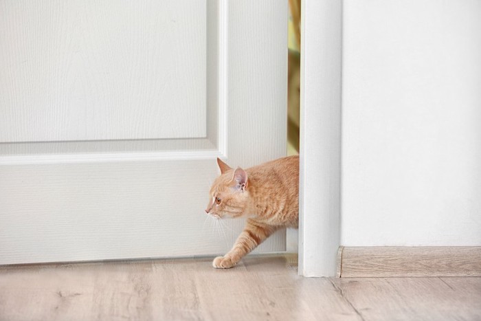 扉を開けて部屋に入る猫