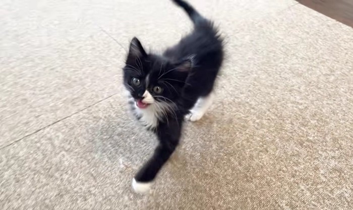 口を開けて鳴く1匹の子猫
