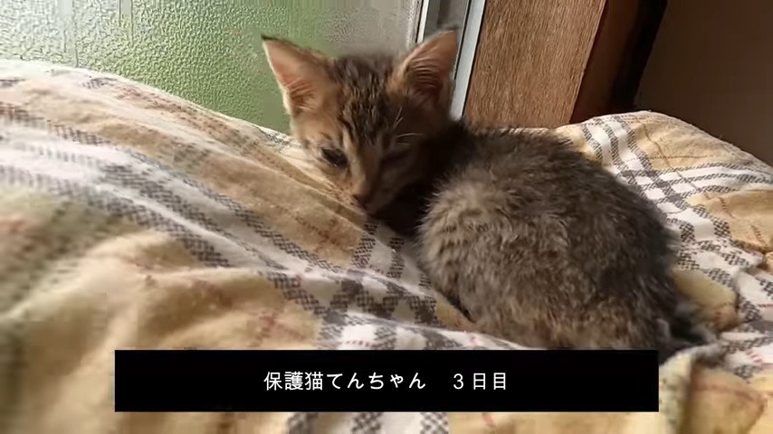 窓辺で振り返る子猫