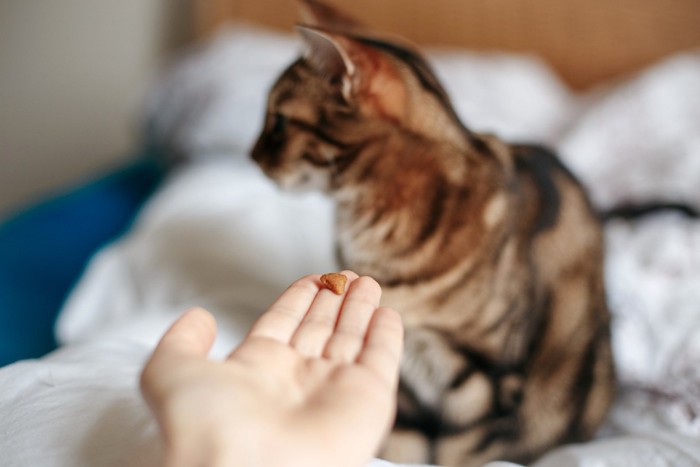 横を向く猫と餌を差し出す人