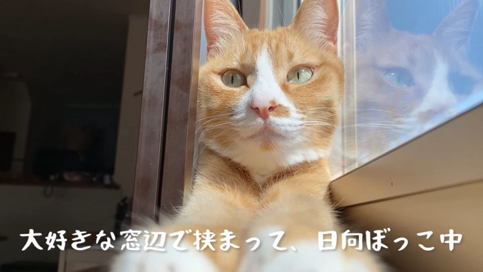 窓辺で挟まる猫